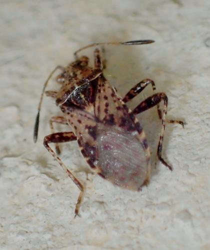 Rhopalus subrufus